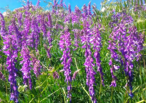 Мышиный горошек где растет. Ботаническое описание