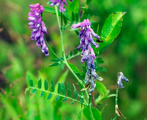 Мышиный горошек где растет. Ботаническое описание