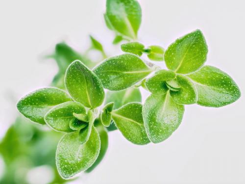 Тимьян на городском подоконнике: правила адаптации растения к домашнему выращиванию