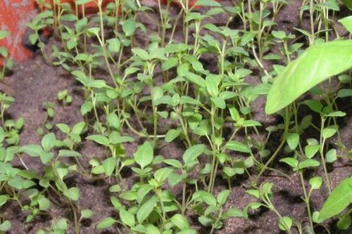 Тимьян выращивание в горшке. Как вырастить тимьян из семян и черенков в домашних условиях в горшке, уход за растением на подоконнике