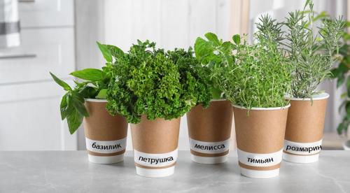 Тимьян на городском подоконнике: правила адаптации растения к домашнему выращиванию 07