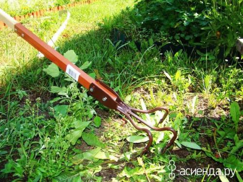 Нашатырный спирт от сорняков. Лучшие способы избавления от сорняков