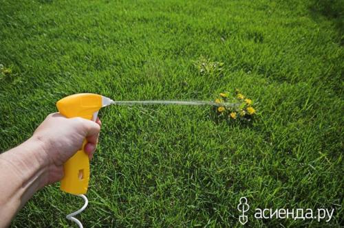 Нашатырный спирт от сорняков. Лучшие способы избавления от сорняков