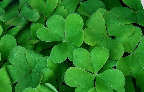 Клевер ползучий тип корневой системы. Ботаническое описание клевера ползучего