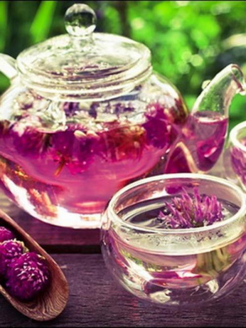 Что мы знаем о таком растении. Что мы знаем о растениях - знаках цветочного гороскопа? Мимоза 08