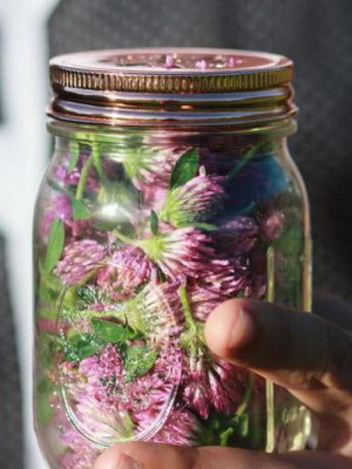 Что мы знаем о таком растении. Что мы знаем о растениях - знаках цветочного гороскопа? Мимоза 09