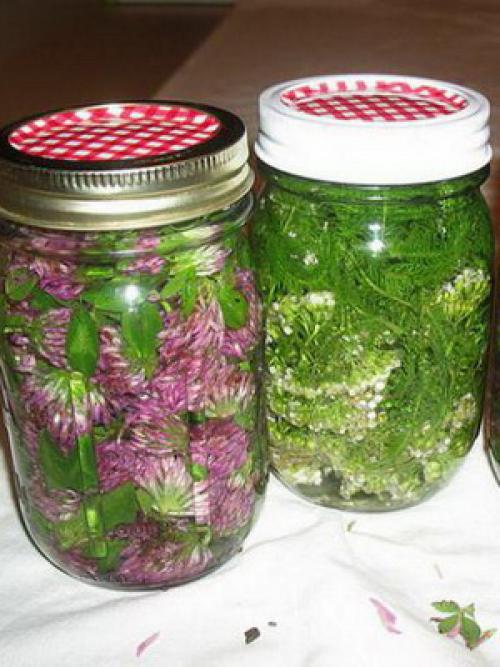 Что мы знаем о таком растении. Что мы знаем о растениях - знаках цветочного гороскопа? Мимоза 12