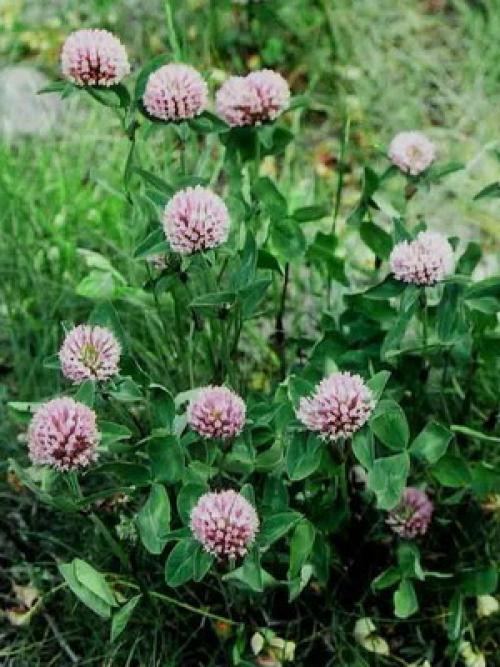 Что мы знаем о таком растении. Что мы знаем о растениях - знаках цветочного гороскопа? Мимоза 04