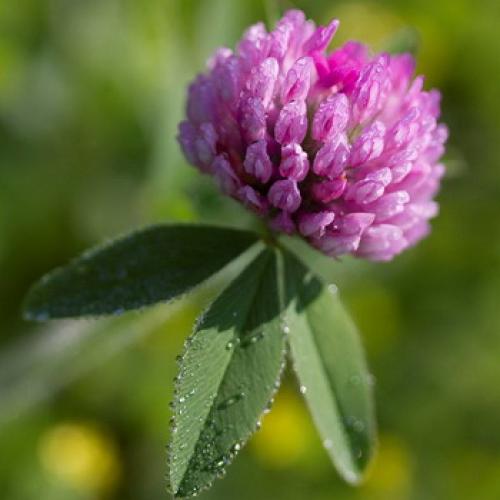 Что мы знаем о таком растении. Что мы знаем о растениях - знаках цветочного гороскопа? Мимоза 03