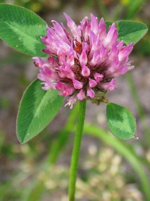 Что мы знаем о таком растении. Что мы знаем о растениях - знаках цветочного гороскопа? Мимоза 06