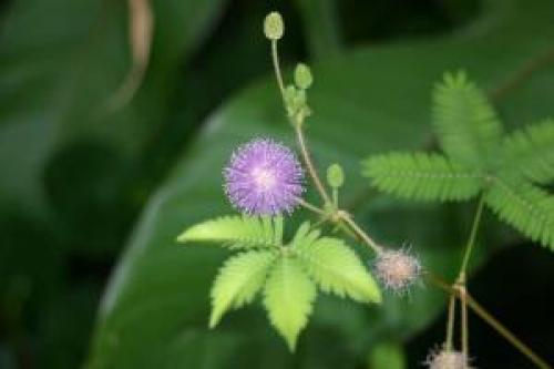 Что мы знаем о таком растении. Что мы знаем о растениях - знаках цветочного гороскопа? Мимоза