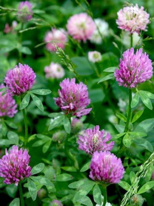 Что мы знаем о таком растении. Что мы знаем о растениях - знаках цветочного гороскопа? Мимоза 05