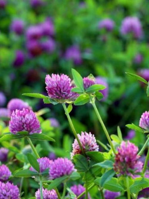 Что мы знаем о таком растении. Что мы знаем о растениях - знаках цветочного гороскопа? Мимоза 07