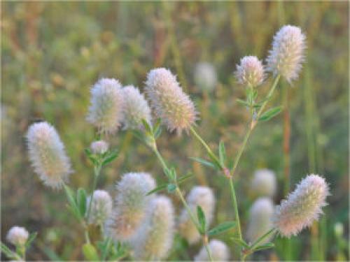 Клевер ползучий цветок или соцветие. Виды клевера