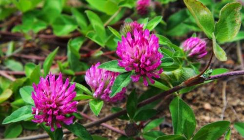 Что мы знаем о таком растении. Что мы знаем о растениях - знаках цветочного гороскопа? Мимоза 10