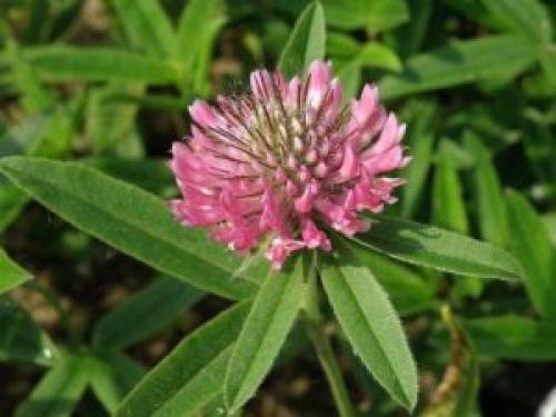 Клевер ползучий цветок или соцветие. Виды клевера