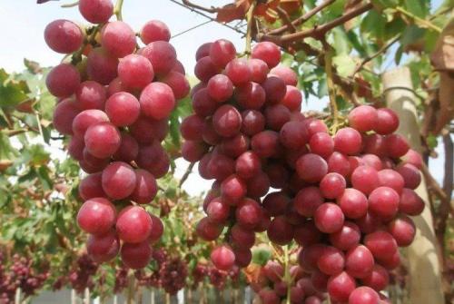 Самые вкусные сорта винограда. Лучшие сорта винограда: фото, названия и описания (каталог)