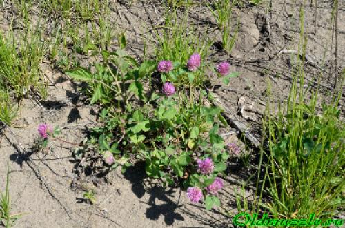 Жилкование листьев Клевера ползучего. Жилкование Клевера ползучего и лугового