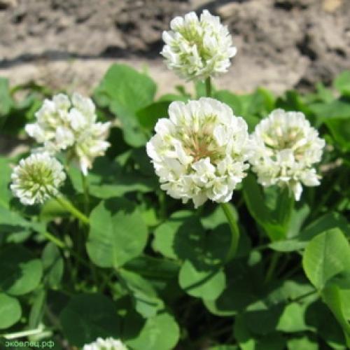 Корневая система белого клевера. Характеристика растения, преимущества и недостатки 03