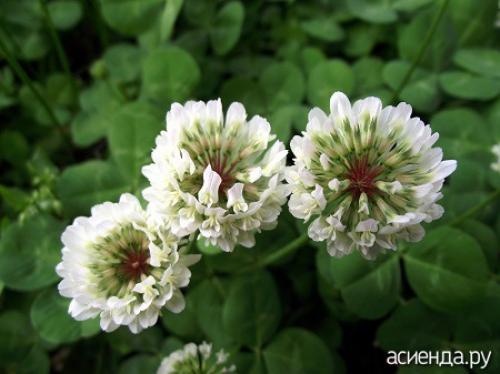 Клевер ползучий листья простые или сложные. Описание Гарантом многолетия Клевера ползучего является система корней, состоящая из главного стержневого корня и отходящих от него многочисленных придаточных корней.