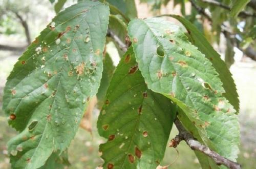 Какие заболевания могут поражать сливу Гармония. Болезни сливы: описание с фотографиями и способы лечения