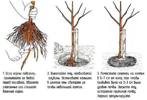 Описание сорта сливы Гармония. Выращивание