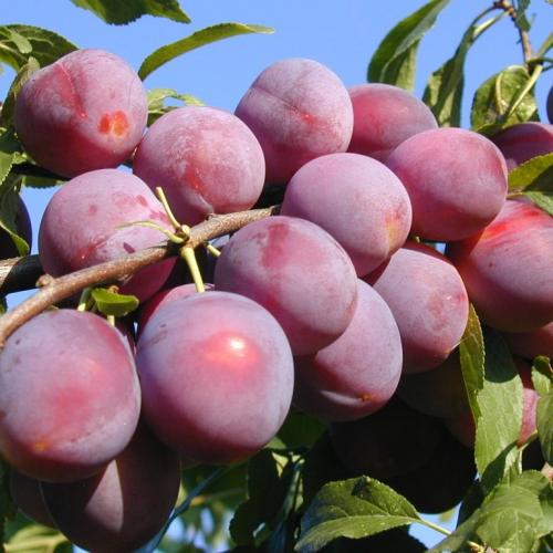 Как выглядит слива Гармония на дереве. Слива Гармония