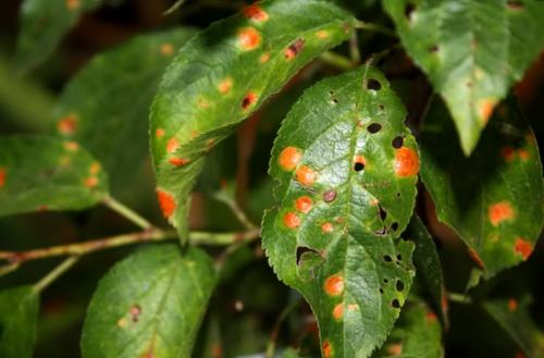 Какие заболевания могут поражать сливу Гармония. Болезни сливы: описание с фотографиями и способы лечения