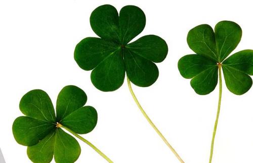 Листья клевера ползучего простые или сложные. Описание и фото клевера ползучего