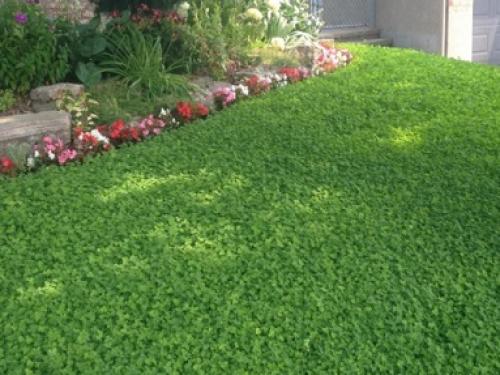 Цветок клевера ползучего описание. Польза и вред от клевера белого ползучего 01