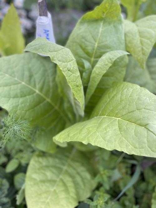 Как определить, что табак готов к сушке. Когда убирать табак и как его сушить