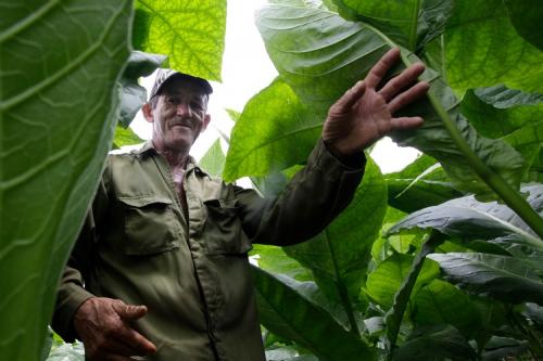 Как собирать табак и сушить. Способы уборки табака