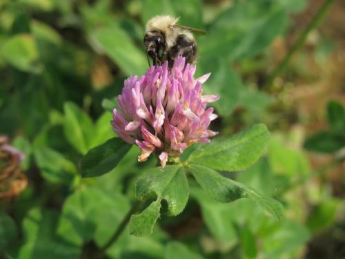 Клевер белый ползучий стебель. Клевер белый ползучий 16 Клевер белый ползучий стебель. Клевер белый ползучий 16