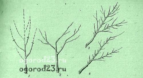 Летняя обрезка персика. Формирование кроны молодого персика