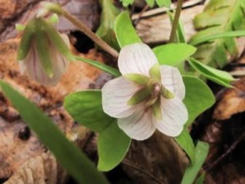 Какое листорасположение у клевера. Ботанические особенности 09