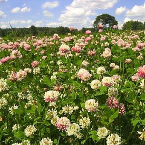 Какое листорасположение у клевера. Ботанические особенности 19