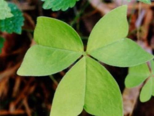 Какое листорасположение у клевера. Ботанические особенности 08