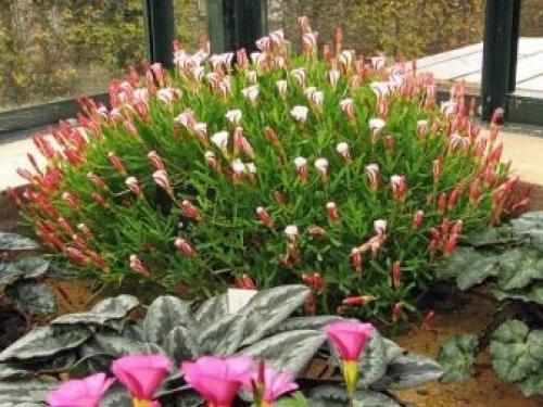 Какое листорасположение у клевера. Ботанические особенности 12