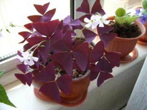 Какое листорасположение у клевера. Ботанические особенности 05