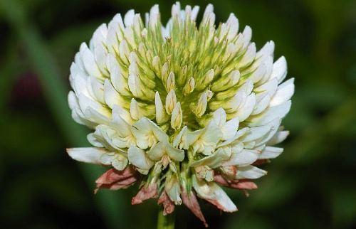 Газон из клевера: плюсы и минусы. Какие плюсы и минусы газона из клевера?