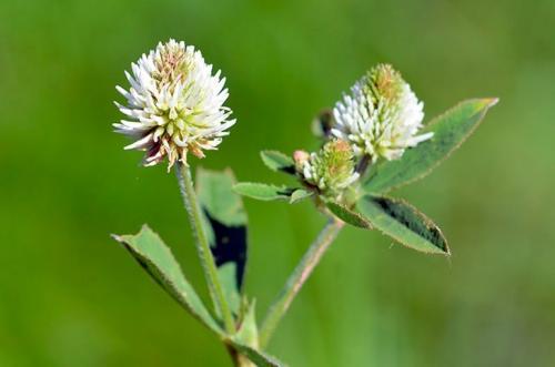 Какое листорасположение у клевера. Ботанические особенности 02