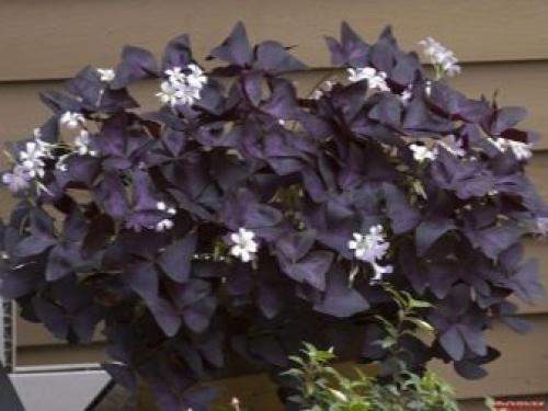 Какое листорасположение у клевера. Ботанические особенности 04