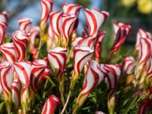 Какое листорасположение у клевера. Ботанические особенности 13