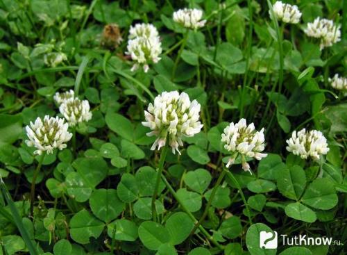 Какое листорасположение у клевера. Ботанические особенности 26