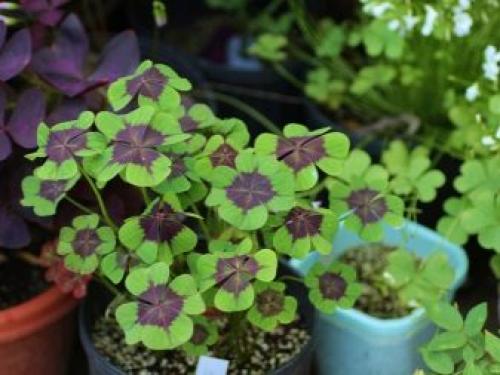 Какое листорасположение у клевера. Ботанические особенности 11