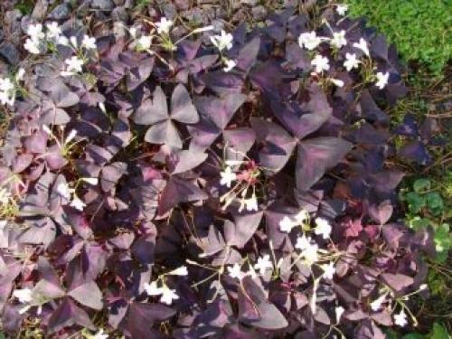 Какое листорасположение у клевера. Ботанические особенности 07