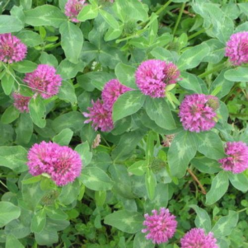 Какое листорасположение у клевера. Ботанические особенности 20