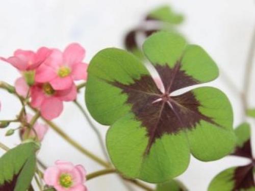 Какое листорасположение у клевера. Ботанические особенности 10