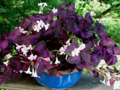 Какое листорасположение у клевера. Ботанические особенности 06