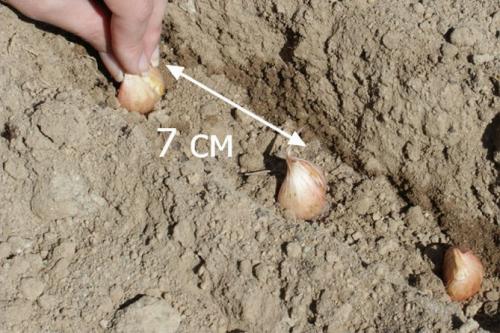 Как часто нужно ухаживать за луковичными ирисами. Луковичные ирисы